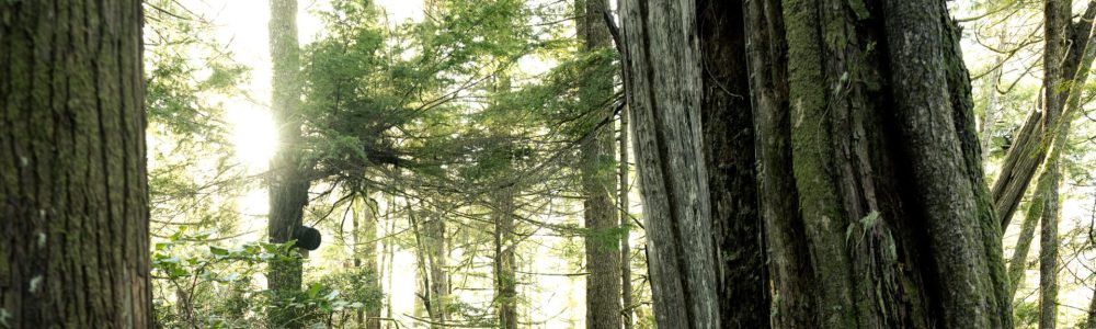 Copy of botanical_gardens-20200414-DSCF0648